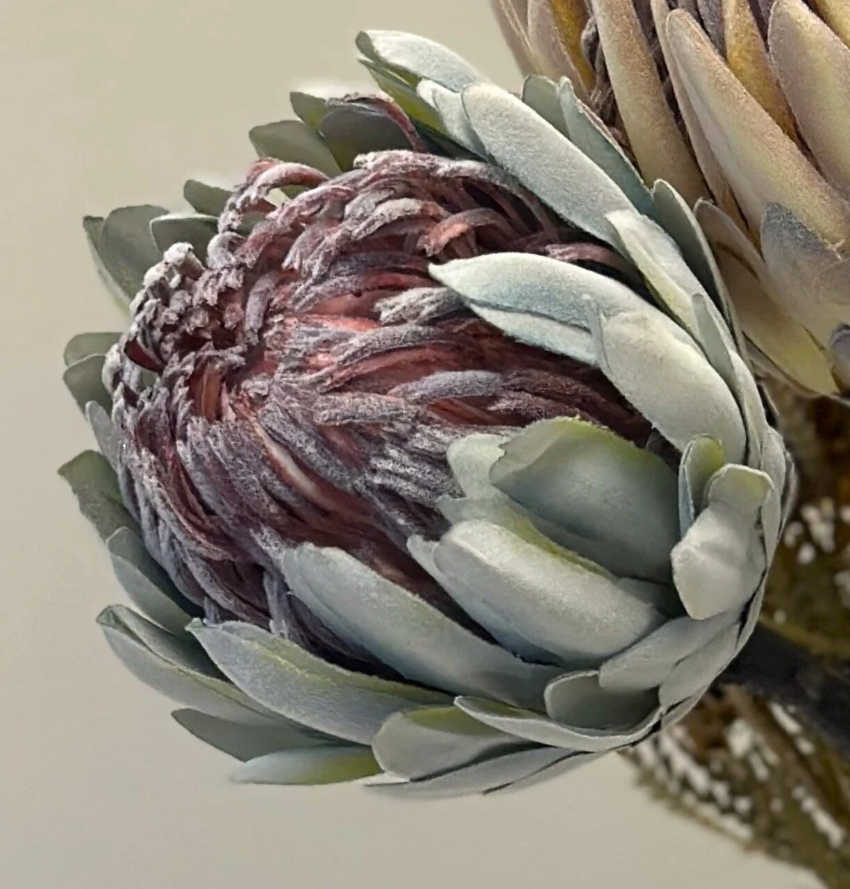 Faux King Protea Flower Stem Lifelike Floral 26 Inch Blush Green Home Arrangement